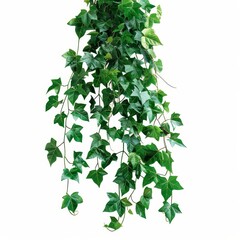 Fototapeta premium An isolated jungle vine climbing plant with twisted vines on a white background.