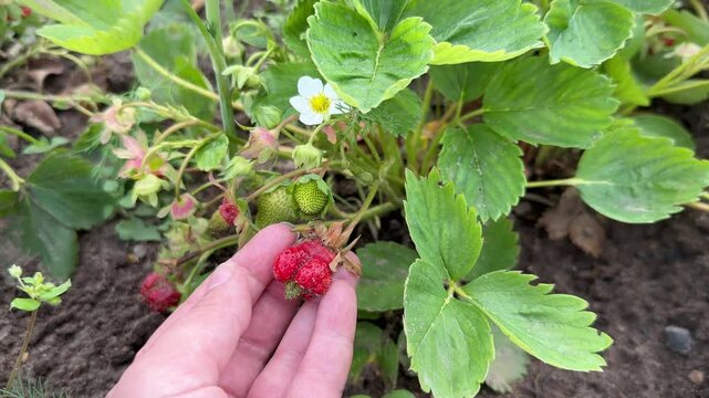 Deformed Strawberries or nubbins also known as button berries on the plant in the garden. Caused by frost damage or nutrient deficiencies.