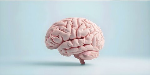 Educational neuroscience illustration of human brain anatomy for medical science purposes. Concept Neuroanatomy, Medical Science, Brain Illustration, Educational Neuroscience, Human Anatomy