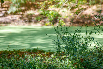 grass in the water