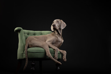portrait of a weimaraner  dog