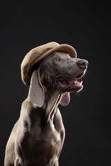 portrait of a weimaraner  dog