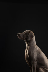 portrait of a weimaraner  dog