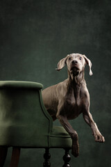 portrait of a weimaraner  dog