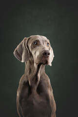 portrait of a weimaraner  dog
