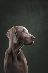 portrait of a weimaraner  dog