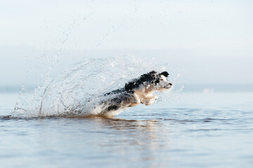 Obraz premium Border collie dog playing in the water