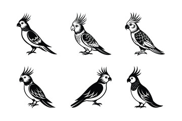 set of Cockatiel Parrots Bird Black Silhouette Bundle - Stunning Vector Illustrations for Nature Lovers, isolated on white