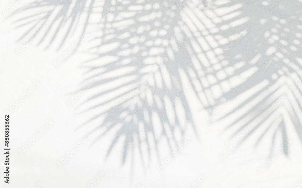 Poster Grey shadow of natural palm leaf abstract background falling on white wall texture for background and wallpaper. Tropical palm leaves foliage shadow overlay effect, foliage mockup and design