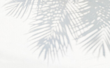 Grey shadow of natural palm leaf abstract background falling on white wall texture for background...