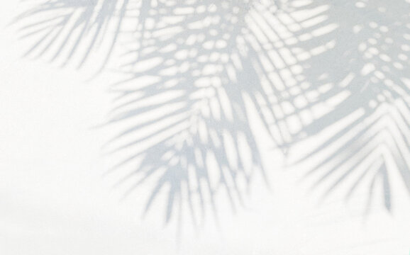 Grey shadow of natural palm leaf abstract background falling on white wall texture for background and wallpaper. Tropical palm leaves foliage shadow overlay effect, foliage mockup and design