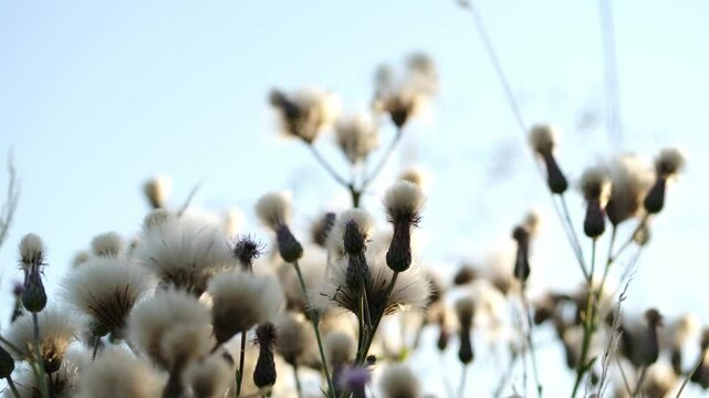 Cirsium arvense. Field medicinal plants. Wild flowers swaying in the wind. Creeping thistle or pink sow-thistle
