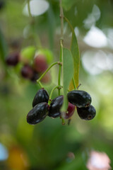 Jamun Fruit