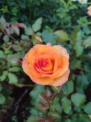 A pretty rose