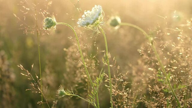 White flowers of wild carrot. Yarrow plant with small white flowers in the natural meadow (daucus carota). Bishop's lace or Queen Anne's lace