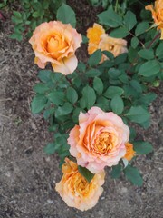 wonderful roses