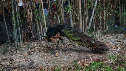 Green Peacock or Pavo muticus beautiful bright green and blue peacock feathers in the Solo Zoo Safari park.