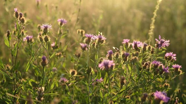 Blooming brown knapweed (Centaurea jacea) in the meadow. Purple flower brown knapweed.