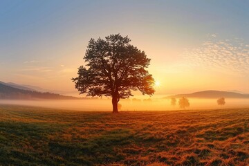 Alone tree on meadow at sunset with sun and mist - panorama