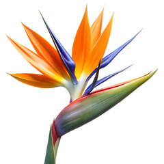 Bird of Paradise Flower, Strelitzia, Orange and Blue, Isolated on Transparent Background with Clipping Path Cut-Out