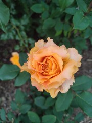 A charming rose