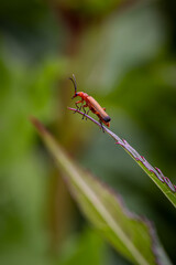 A macro photograph of a common red soldier beetle in rural Sussex, with selective focus