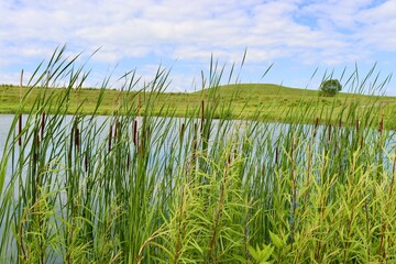 The view of the lake though the cattails on the shore.