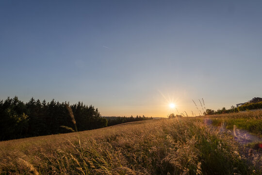 Hohe Gr&auml;ser im Sonnenuntergang im Westerwald