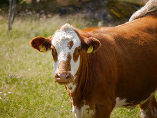 A close up of a cow