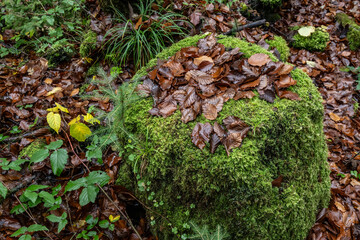 Woods in the valley of Schönebach, Bregenzerwald,  State of Vorarlberg, Austria. Trees with moos along a stream.