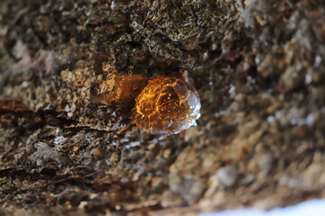 A drop of pine resin is seen on the trunk of a pine tree, shimmering in the sunlight. The resin is a dark yellow and brown color and is slightly transparent. The edges of the drop are smooth.
