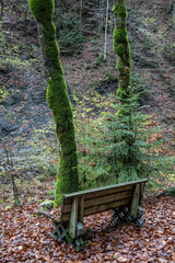 Woods in the valley of Schönebach, Bregenzerwald,  State of Vorarlberg, Austria. Trees with moos along a stream.