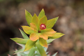  A close-up photo of a vibrant yellow African daisy with glistening water droplets and emerald green leaves.