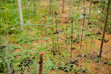 Tomato plants growing in garden with colorful plant support tomato cage for support