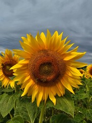 Fototapeta premium sunflower in the field