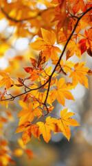 Autumn colorful background, fall backdrop