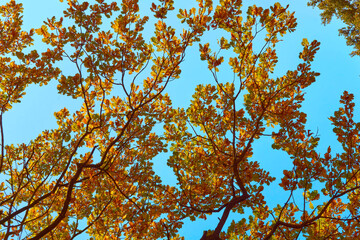 Autumn october bright orange oak leaves in sunny day 