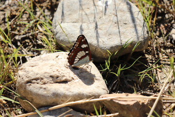 A Blue Spot Butterfly (Limenitis reducta) perches on a rock, its wings shimmering under the sun's...
