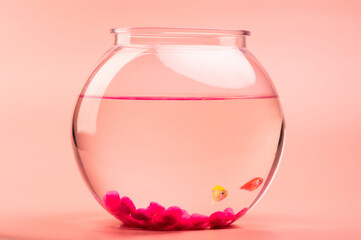 Small pet fishes in aquarium