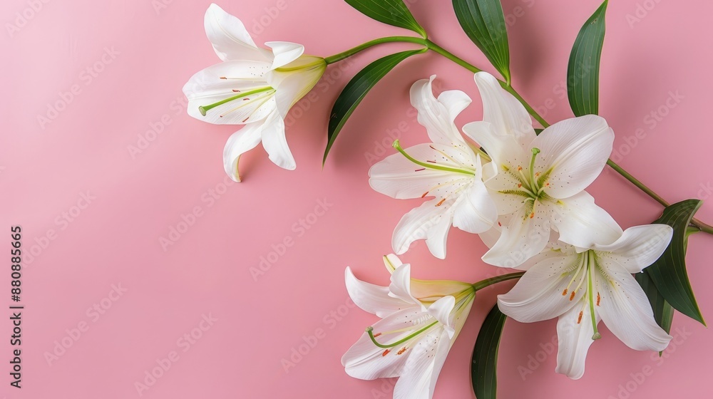 Poster lilies on soft pink surface in flat lay view with space for text