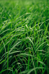 Obraz premium Close-up of lush green grass with dew drops, presenting a fresh and vibrant natural texture.