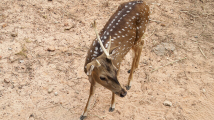 Young Spotted Deer Grazing in Sandy Enclosure at Wildlife Park on a Clear Day