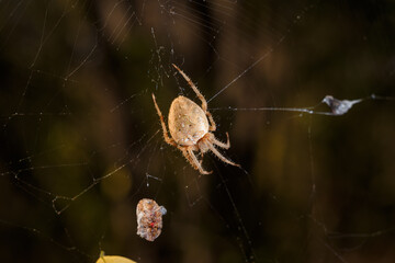 Brown spider Eriophora, a genus of orb-weaver spiders in its cobweb on forest background. Wildlife,...