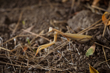 european mantis religiosa or brown praying mantis on forest ground with dry leaves and grass background, soft focused macro shot