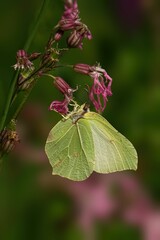 Vertical shot of a Brimstone butterfly feeding from a pink flower against green blur background
