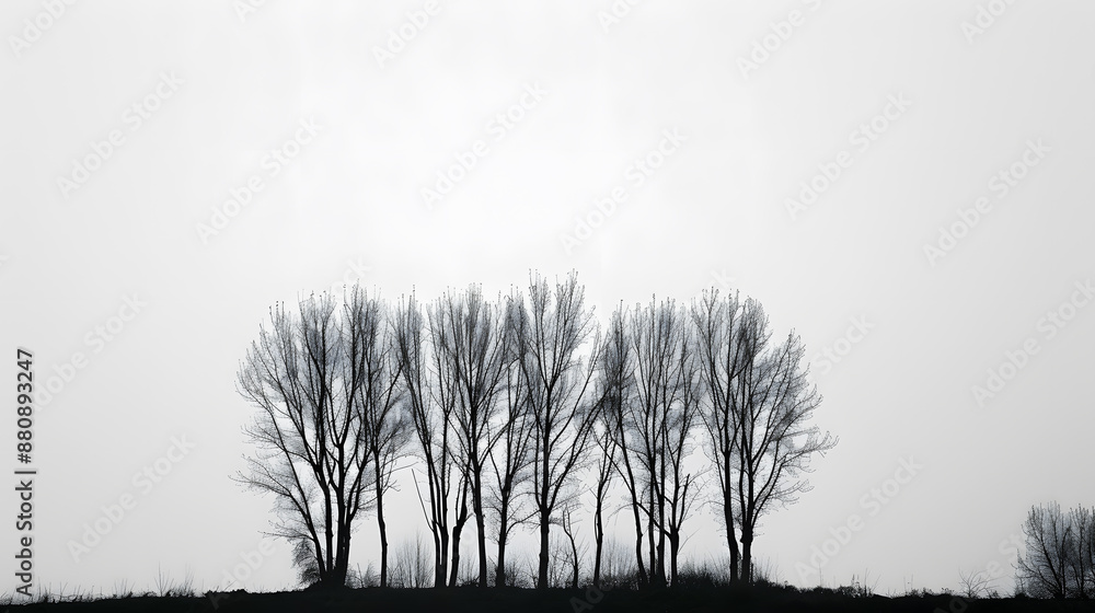 Wall mural a row of trees are lined up in a field