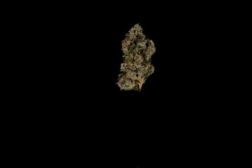 Fototapeta premium Cannabis Product Marketing | Strain: Sour Berry | Grower: Golden Shores Cannabis Company, Warren, MI