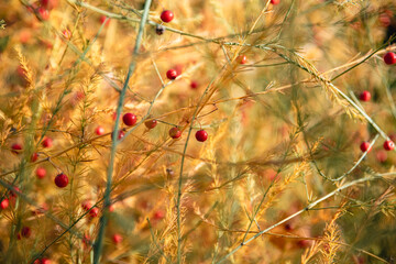 Autumn background. yellow Asparagus officinalis in autumn