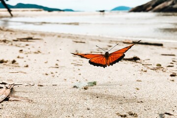 butterfly on the sand
