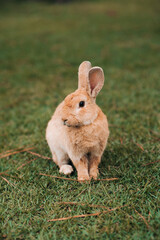 rabbit in the grass